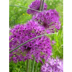 Ail d'ornement - Allium aflatuense - Purple Sensation - 10 bulbes - BIO