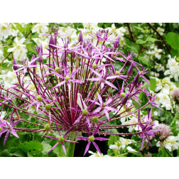 Étoile de Perse - Allium christophii - 3 bulbes - BIO