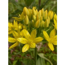 Ail doré - Allium moly 'Jeanine' - 10 bulbes - BIO