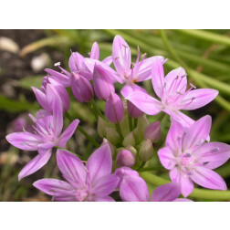 Allium unifolium - 10 bulbes