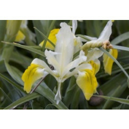 Iris, Bucharica - 10 bulbes
