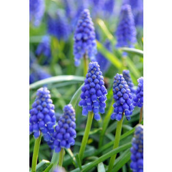 Muscari armeniacum - Muscar à grappes -10 bulbes - BIO