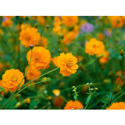 Cosmos sulphureus - Cosmos sulfureux - BIODYNAMIQUE