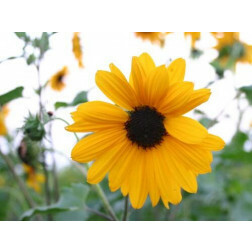Helianthus debilis - Tournesol 'Petita' - BIODYNAMIQUE