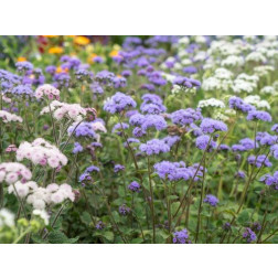 Ageratum houstonianum - Agérate du Mexique - BIODYNAMIQUE