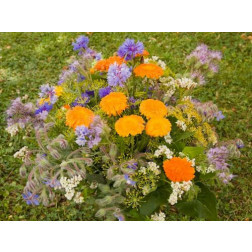 Fleurs de champs pour abeilles - 3 g à 1 kg - BIODYNAMIQUE