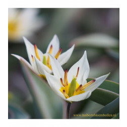 Tulipe botanique - Tulipa turkestanica - 10 bulbes - BIO