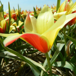 Tulipe botanique - Tulipa clusiana 'Taco' - 10 bulbes - BIO