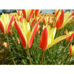 Tulipe botanique - Tulipa clusiana 'Tinka' - 10 bulbes - BIO