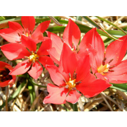 Tulipe botanique - Tulipa linifolia - 10 bulbes - BIO