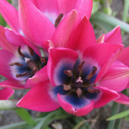 Tulipe botanique - Tulipa Little Beauty - 10 bulbes - BIO