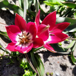 Tulipe botanique - Tulipa Tiny Timo - 10 bulbes - BIO