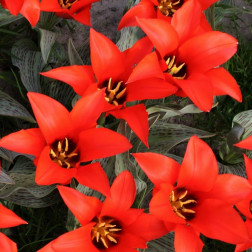 Tulipe - Pedro - 10 bulbes - BIO