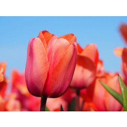 Tulipe - Apricot Impression - 10 bulbes - BIO