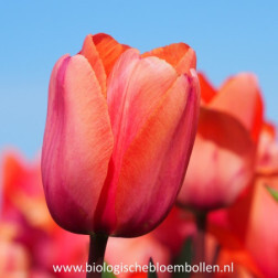 Tulipe - Apricot Impression - 10 bulbes - BIO