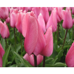 Tulipe - Big Love - 10 bulbes - BIO