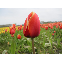 Tulipe - Dafeng - 10 bulbes - BIO