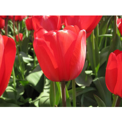 Tulipe - Red Impression - 10 bulbes - BIO