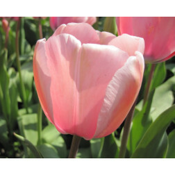 Tulipe - Salmon Impression - 10 bulbes - BIO
