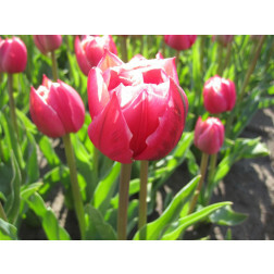 Tulipe - Columbus - 10 bulbes - BIO