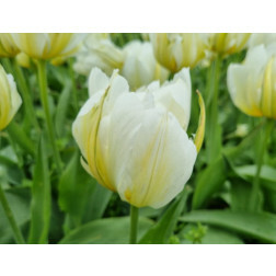 Tulipe - Exotic Emperor - 10 bulbes - BIO