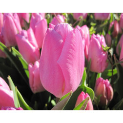 Tulipe - Pink Prince - 10 bulbes - BIO