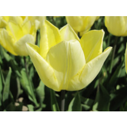 Tulipe - Sunny Prince - 10 bulbes - BIO