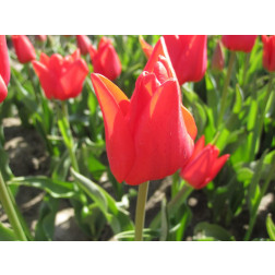 Tulipe - Ben van Zanten - 10 bulbes - BIO
