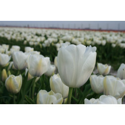 Tulipe - Inzell - 10 bulbes - BIO