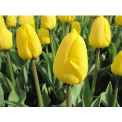 Tulipe - Novi Sun - 10 bulbes - BIO