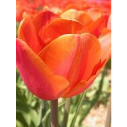 Tulipe - Orange Cassini - 10 bulbes - BIO