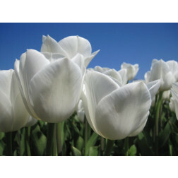 Tulipe - Royal Virgin - 10 bulbes - BIO