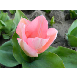 Tulipe - Sweet Sixteen - 10 bulbes - BIO