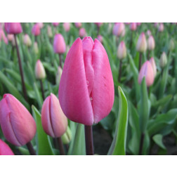 Tulipe - Tineke van der Meer - 10 bulbes - BIO
