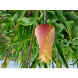 Tulipe - Blushing Lady - 10 bulbes - BIO
