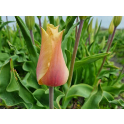 Tulipe - Blushing Lady - 10 bulbes - BIO