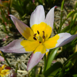 Tulipa saxatalis - 10 bulbes - BIO
