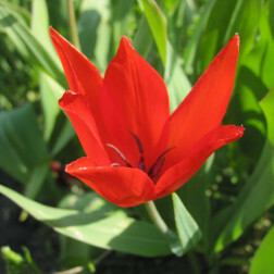 Tulipe botanique - Tulipa praestans 'Zwanenburg' - 10 bulbes - BIO