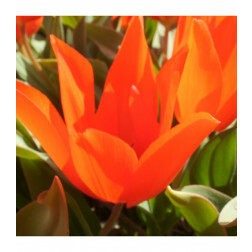 Tulipe botanique - Tulipa praestans - Zwanenburg - 10 bulbes - BIO