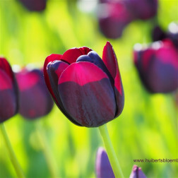 Tulipe - Queen of Night - 10 bulbes - BIO