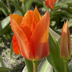 Tulipe - Willemijn - 10 bulbes - BIO
