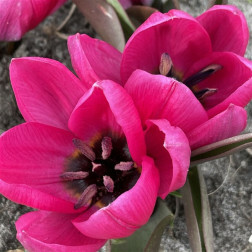 Tulipe botanique - Tulipa humulus - Vioalacea Black Base - 10 bulbes - BIO
