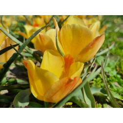 Tulipe botanique - Tulipa batalinii 'Yellow Yewel' - 10 bulbes - BIO