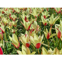 Tulipe botanique - Tulipa clusiana 'Cynthia' - 10 bulbes - BIO
