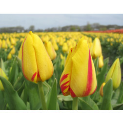 Tulipe - Freedom Flame - 10 bulbes - BIO