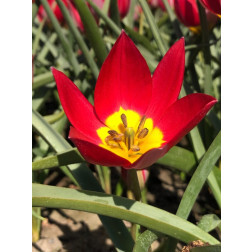 Tulipe botanique - Tulipa humilis 'Red Beauty' - 10 bulbes - BIO