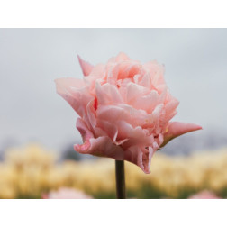 Tulp - Dreamer - 10 bollen - BIO