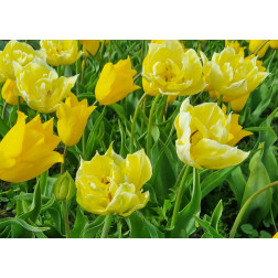 Tulipe - Jaune - mélange Yokohama/Verona - 10 bulbes - BIO