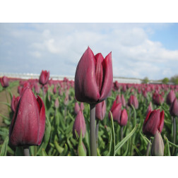 Tulipe - Ronaldo - 10 bulbes - BIO