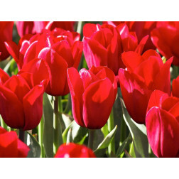 Tulipe - Strong Love - 10 bulbes - BIO
